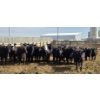 Image 9 : M.S. MacLean Livestock - 750# April Delivery Heifers - 51 Head (Coaldale, AB)