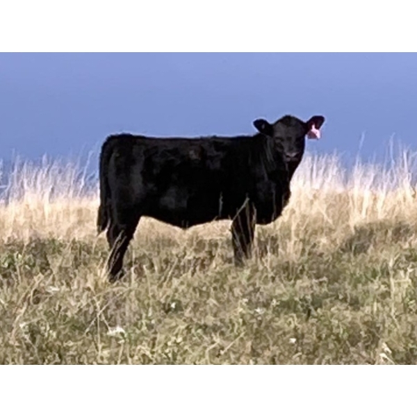 Elk Ridge Farming - 560# October Delivery Heifer Calves - 44 Head (Nanton, AB)