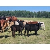 Image 3 : Wunder Farms - 550# October Delivery Steer Calves - 50 Head (Foam Lake, SK)