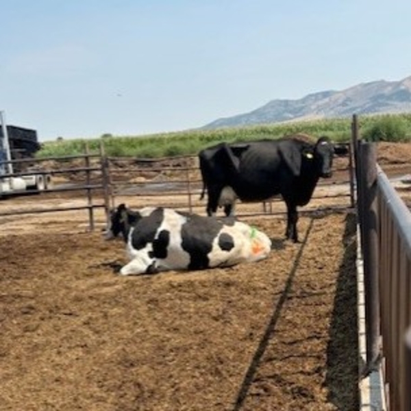 Idaho Dairies/Ranches - 8 Holstein Cows (Burley, ID)