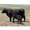 Image 17 : McLeod Cattle Co. - 580# October Delivery Steer Calves - 95 Head (Claydon, SK) VBP+