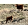 Image 11 : Meyer Cattle Inc. - 20 Red Angus X 2nd Calf Pairs (Lethbridge, AB)