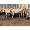 Image 4 : Midpoint Farms - 1000# May Delivery Steers - 62 Head (Drayton Valley, AB)