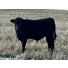 Image 5 : Lazy B Farm & Ranch - 600# November Steer Calves - 100 Head (Linden, AB)