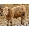 Image 7 : Ugly Head Feeders - 840# April Delivery Steers - 75 Head (Killam, AB)