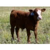 Image 8 : Pat Muehlen & Dave Johnson - 590# November Delivery Steer Calves - 100 Head (Vanderhoof, BC)