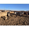 Image 5 : Driland Feeders - 810# June Delivery Heifers - 135 Head (Burdett, AB)