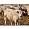 Image 10 : Stahlville Colony - 960# January Delivery Heifers - 81 Head (Rockyford, AB)