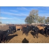 Image 7 : Westview Feeders - 850# October Delivery Heifers - 140 Head (Monarch, AB)