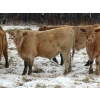 Image 2 : Terry Sliworsky - 710# November Delivery Steer Calves - 178 Head (Meadow Portage, MB)