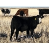 Image 7 : Lazy B Farm & Ranch - 600# November Steer Calves - 100 Head (Linden, AB)