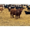 Image 3 : JDC AG - 850# August Delivery Heifers - 140 Head (Yorkton, SK)