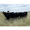 Image 3 : Windy Ridge Ranch - 850# September Delivery Grass Heifers - 70 Head (Elrose, SK)