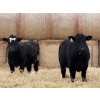 Image 3 : Attema Farms Ltd. - 975# March Delivery Steers - 64 Head (Bentley, AB)
