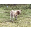 Image 2 : Cody & Brittany, Kirby & Cori Black - 560# October Delivery Steers - 100 Head (Water Valley, AB)