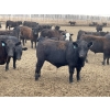 Image 5 : Lone Star Cattle Co. - 1030# May Delivery Steers - 305 Head (Strathmore, AB)