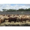 Image 3 : Lesher Lane Enterprises - 890# June Delivery Heifers - 204 Head (Lacombe, AB)