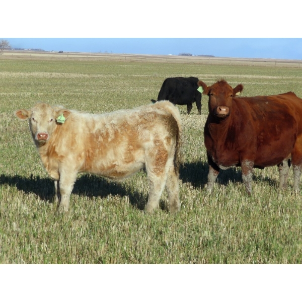 Beck Farms - 650# November Steer Calves - 45 Head (Lang, SK)