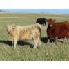 Image 1 : Beck Farms - 650# November Steer Calves - 45 Head (Lang, SK)
