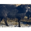 Image 13 : Rock Creek Cattle Co. Ltd. - 670# December Delivery Weaned Steers - 90 Head (Nanton, AB) VBP+