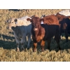 Image 4 : Darcy, Colton & Blake Reinhardt - 700# October Delivery Steer Calves - 88 Head (Nightingale, AB)