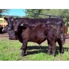 Image 3 : Bar 27 Stock Farm - 625# September Delivery Steer Calves - 50 Head (Spruce View, AB) VBP+