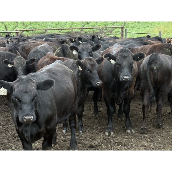 DK Livestock - 935# September Delivery Grass Heifers - 200 Head (Longview, AB)