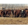 Image 1 : Dwayne Nicolay - 740# February Delivery Steers - 84 Head (Rocky Mountain House, AB)
