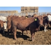 Image 4 : Westview Feeders - 1000# July Delivery Steers - 180 Head (Monarch, AB)
