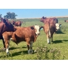 Image 7 : Mullen Land & Cattle Co. - 760# September Delivery Steer Calves - 80 Head (Peers, AB)