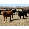 Image 6 : VR Livestock - 700# May Delivery Steers - 79 Head (Tessier, SK)