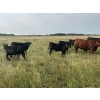 Image 5 : Wray Ranches - 550# Steer Calves - 80 Head (Irricana, AB) VBP+