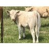 Image 2 : MacMillan Farming Co. - 500# July Delivery Heifer Calves - 180 Head (Cayley, AB) VBP+