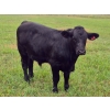 Image 4 : Brady Ranches - 740# October Delivery Steer Calves - 15 Head (Heffley Creek, BC)