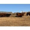 Image 5 : Verdant Valley Colony - 17 Red Angus/Simm X Feb/March Calving Bred Heifers (Verdant Valley, AB)