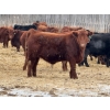 Image 1 : Allison Farms - 1000# January Delivery Steers - 62 Head (Delburne, AB)