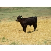 Image 11 : Colter Malloy - 540# November Delivery Steer Calves - 80 Head (Pollockville, AB)