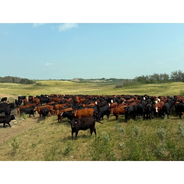 Terry & Wanda Martin - 875# September Delivery Grass Heifers - 650 Head (Watrous, SK)