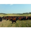 Image 1 : Terry & Wanda Martin - 875# September Delivery Grass Heifers - 650 Head (Watrous, SK)