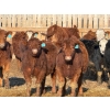 Image 3 : Ugly Head Feeders - 800# March Delivery Steers - 75 Head (Killam, AB)