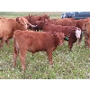 Image 10 : Mebs Ranch - 675# Steer Calves - 115 Head (Broadview, SK) VBP+