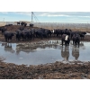 Image 4 : Cattlewood Farms Ltd. - 785# June Delivery Steers - 100 Head (Fincastle, AB)