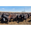 Image 8 : Cattlewood Farms Ltd. - 830# April Delivery Heifers - 70 Head (Vauxhall, AB)