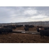 Image 6 : Moore Ranching - 815# May Delivery Heifers - 113 Head (Loon Lake, SK)