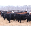 Image 1 : Riverside Farms - 765# January Delivery Steers - 80 Head (Glen Ewen, SK) VBP+