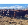 Image 5 : Elkwater Farming Co. - 975# March Delivery Steers - 130 Head (Irvine, AB)