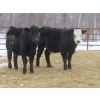 Image 8 : Martin DeVos - 675# March Delivery Steers - 95 Head (Fork River, MB) ***ADDED LOT***
