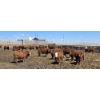 Image 3 : Cattlewood Farms Ltd. - 750# May Delivery Heifers - 100 Head (Swalwell, AB)