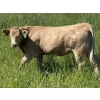 Image 6 : Lazy T Ranch - 1025# August Delivery Grass Heifers - 240 Head (Indian Head, SK) 