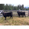 Image 4 : Franz Feldmann - 590# October Delivery Heifer Calves - 100 Head (Radium, BC)